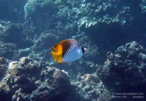 Threadfin Butterflyfish, Juvenile